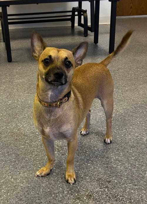 Photo of Baxter, adoptable Terrier in Steeleville, Illinois