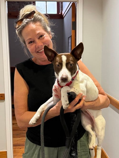 Photo of Dolly, adoptable Rat Terrier in Willingboro, New Jersey