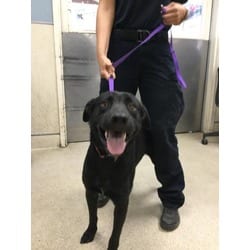 Photo of Paco, adoptable Labrador Retriever in Jurupa Valley, California