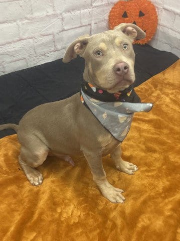 Photo of Cole Caufield, adoptable American Staffordshire Terrier in Detroit, Michigan