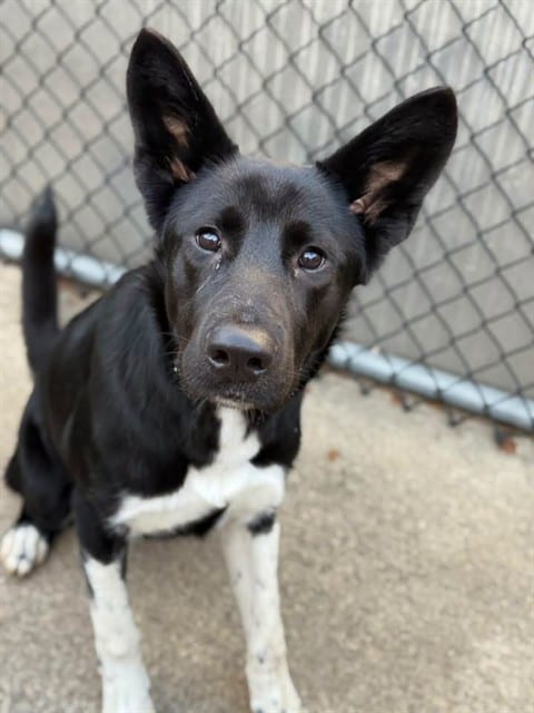 Photo of Andria, adoptable Border Collie mix in Chicago, Illinois
