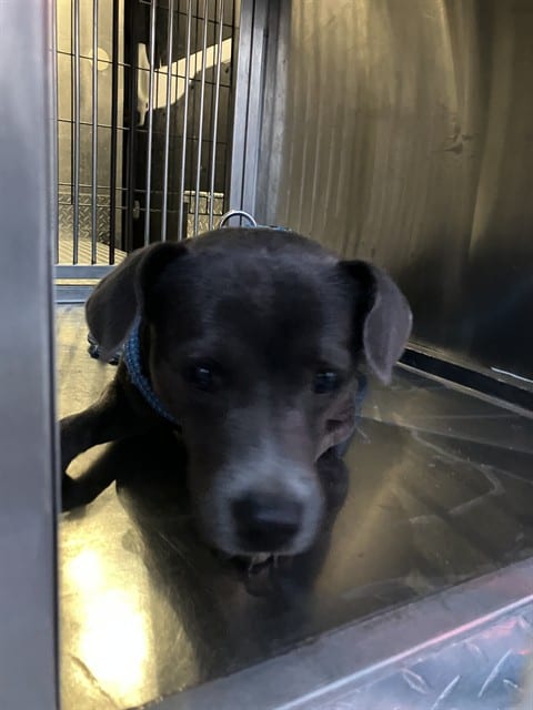 Photo of Devin, adoptable Mixed Breed