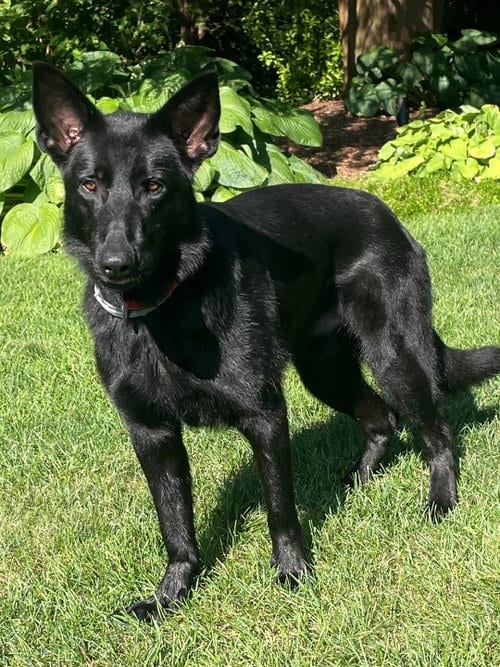 Photo of Asher, adoptable German Shepherd Dog in Holbrook, New York