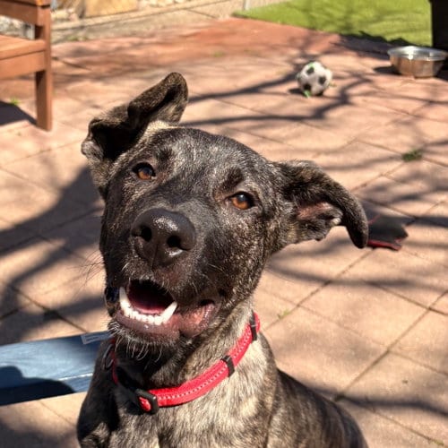 Photo of Lobo, adoptable Pit Bull Terrier in Dallas, Texas