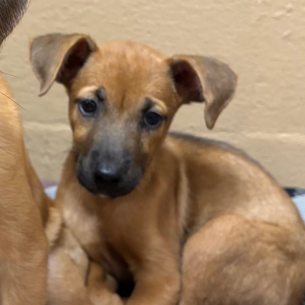 Photo of Kiskadee, adoptable Shepherd / Mix in Brownsville, Texas