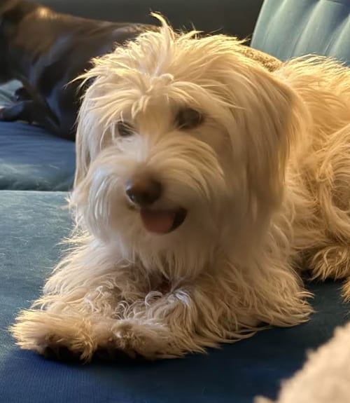 Photo of Dolly, adoptable West Highland White Terrier Westie in San Diego, California
