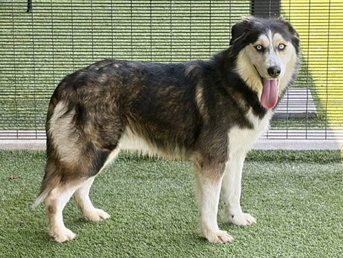 Photo of Daila, adoptable Siberian Husky in Garland, Texas