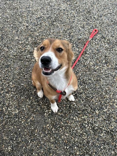 Photo of Selena, adoptable Golden Retriever in Palmetto, Florida