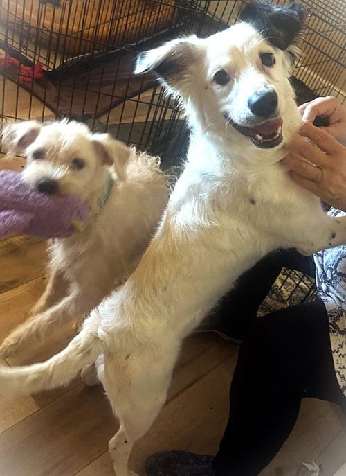 Photo of Juniper, adoptable Australian Shepherd in Fallbrook, California
