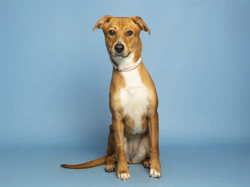 Photo of Nellie, adoptable Labrador Retriever in Phoenix, Arizona