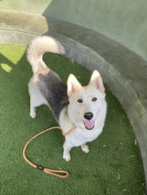 Photo of Pinta, adoptable Siberian Husky in Van Nuys, California