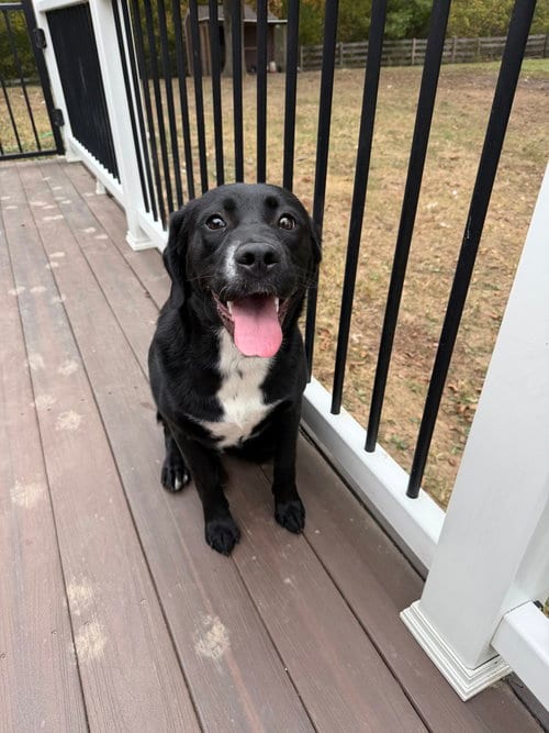 Photo of Coco Pups : Colette, adoptable Golden Retriever in Aurora, Indiana