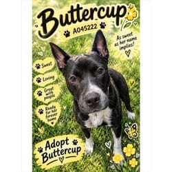 Photo of Buttercup, adoptable American Pit Bull Terrier in Texas City, Texas