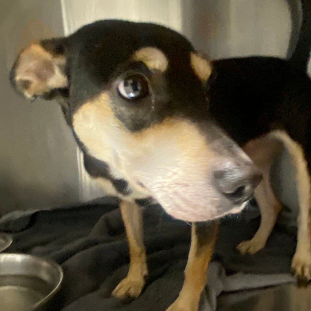 Photo of Pherb, adoptable Mixed Breed (Medium) in Houston, Texas