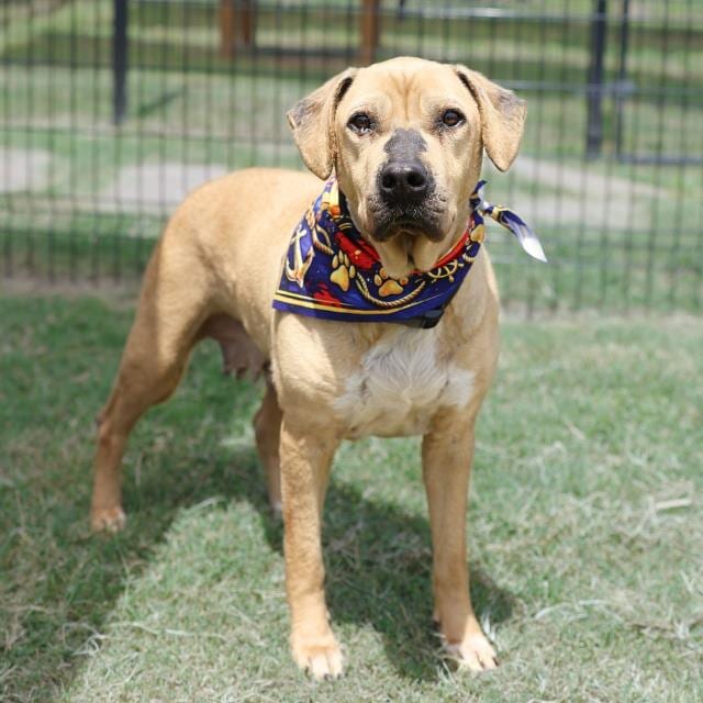 Photo of Callie, adoptable dog in San Antonio, Texas