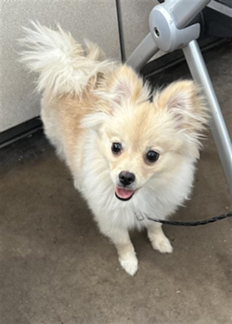 Photo of Piper, adoptable Mixed Breed