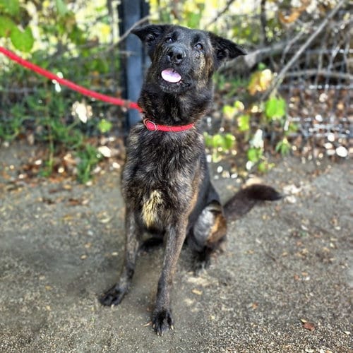 Photo of Marie, adoptable Belgian Shepherd Malinois in Long Beach, California