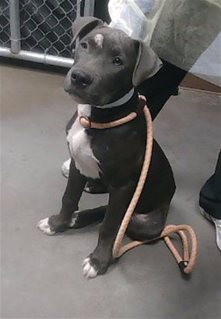 Photo of Renoir, adoptable American Pit Bull Terrier in Phoenix, Arizona