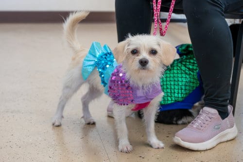 Photo of Carolina, adoptable Maltese in Mundelein, Illinois