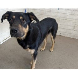 Photo of Nacho, adoptable German Shepherd Dog in San Bernardino, California