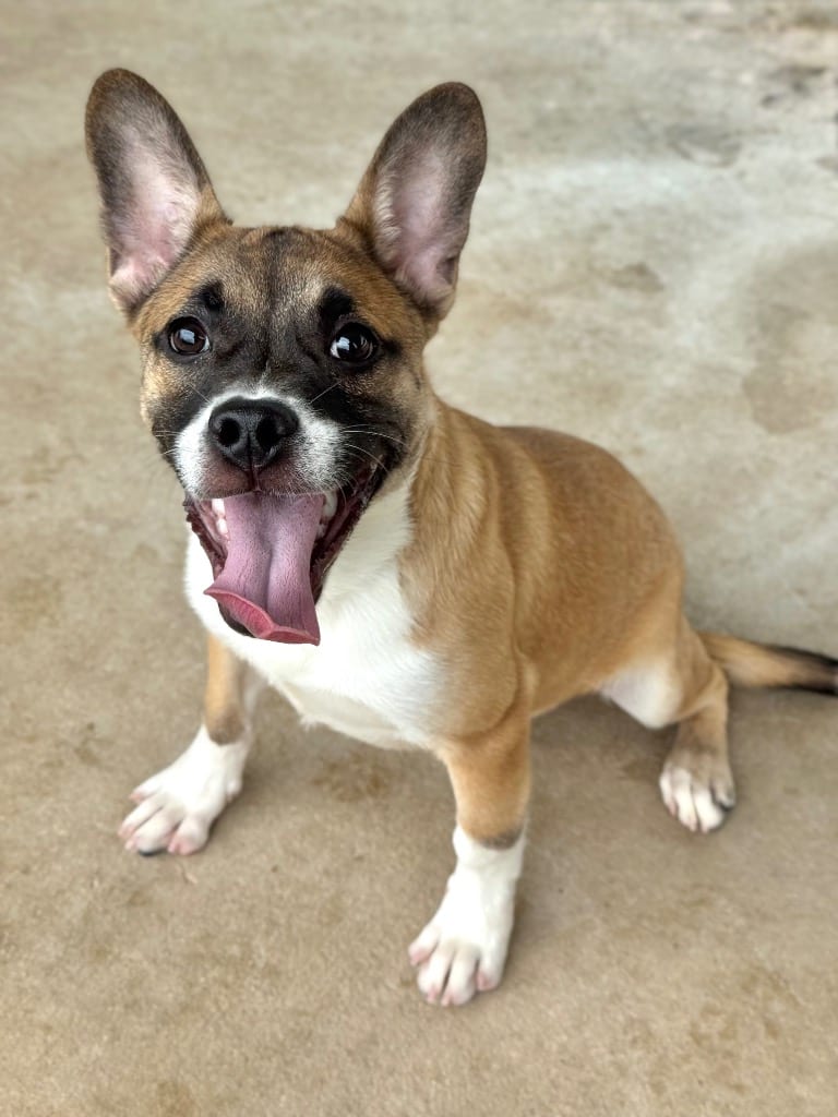 Photo of Bentley, adoptable Shepherd in Canyon Lake, Texas