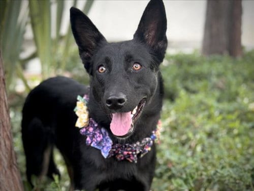 Photo of Rachel, adoptable German Shepherd Dog in San Pedro, California