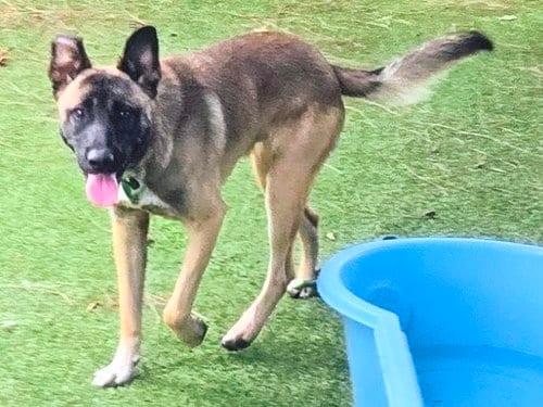 Photo of Archie, adoptable German Shepherd Dog in Van Nuys, California