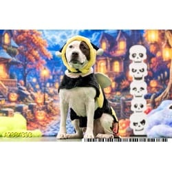 Photo of Larry, adoptable Mixed Breed (Medium) in West Palm Beach, Florida