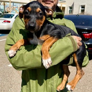 Photo of Churro, adoptable Labrador Retriever in Oakland, California