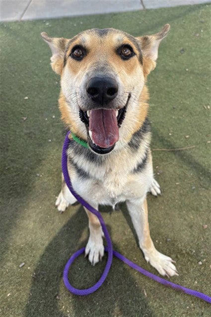 Photo of Jellybean, adoptable German Shepherd Dog in Mesa, Arizona