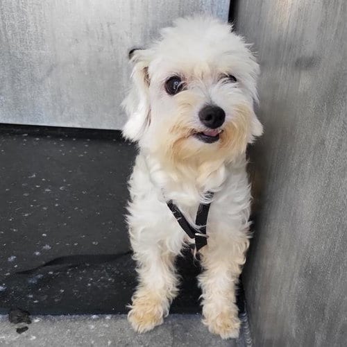 Photo of Pebbles, adoptable Maltese in San Antonio, Texas