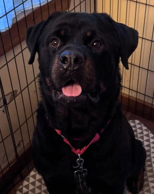 Photo of Dan, adoptable Rottweiler in Hillsboro, New Hampshire