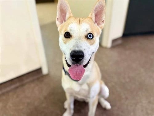 Photo of Gravy, adoptable Siberian Husky in St. Louis, Missouri