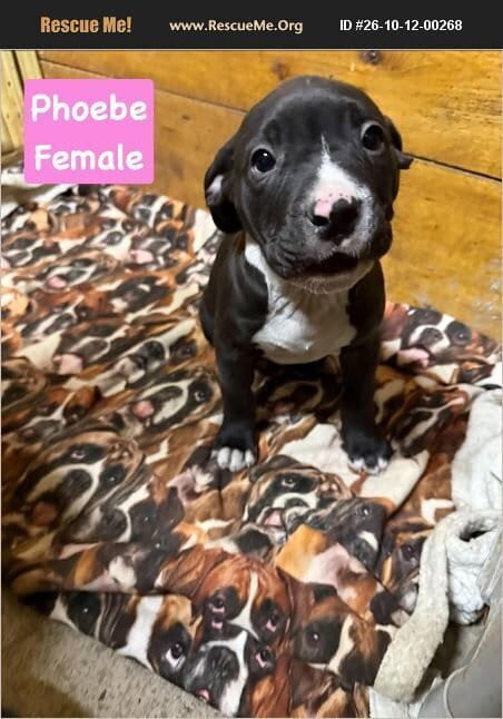 Photo of Phoebe, adoptable American Pit Bull Terrier in Benton, Pennsylvania