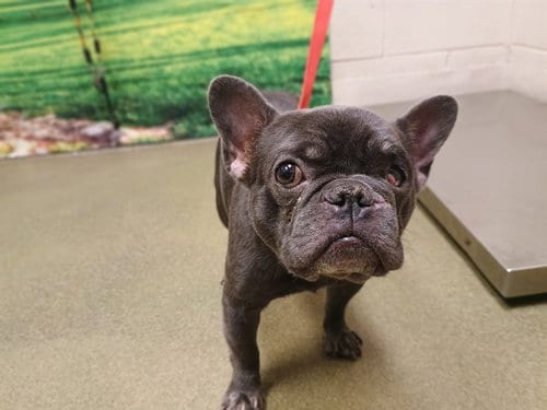 Photo of A554445, adoptable French Bulldog in Moreno Valley, California