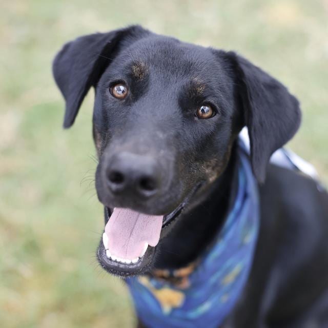 Photo of Rocko, adoptable dog in San Antonio, Texas