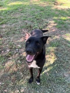 Photo of Yeshua, adoptable Labrador Retriever in Sheridan, Texas