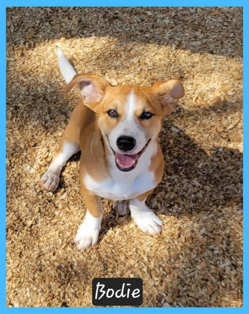 Photo of Bodie, adoptable Corgi in Granbury, Texas