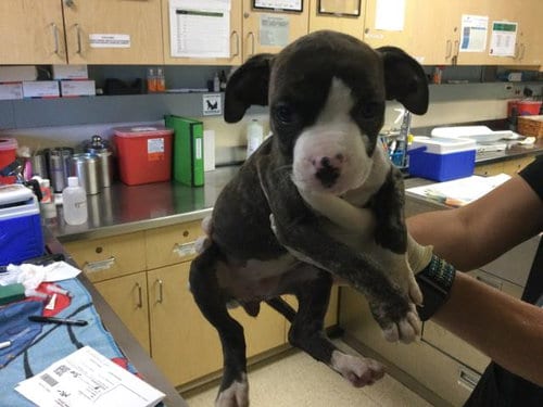 Photo of Rose, adoptable Boxer in Riverside, California