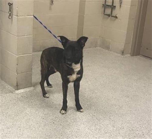 Photo of Atlas, adoptable Dutch Shepherd in Conroe, Texas