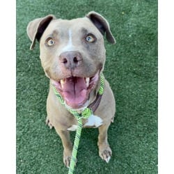 Photo of Gracey, adoptable American Staffordshire Terrier in Chatsworth, California