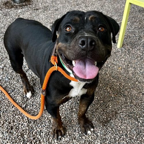 Photo of Jazzy, adoptable American Pit Bull Terrier in Mesa, Arizona
