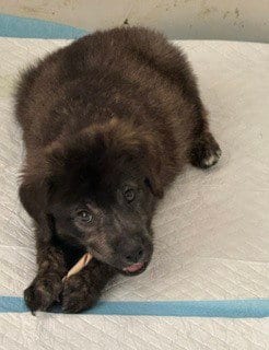Photo of Meeny, adoptable Labrador Retriever in Sedalia, Colorado