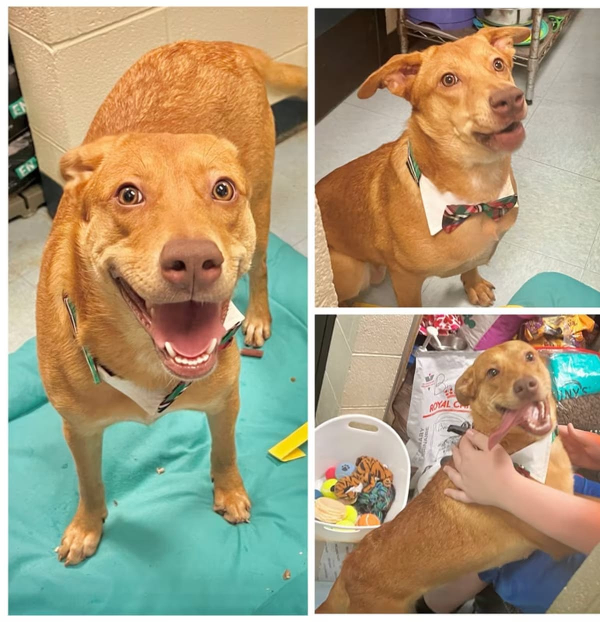 Photo of Nori, adoptable Collie/Australian Shepherd in Dublin, Virginia