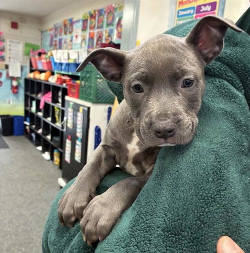 Photo of Armando, adoptable Pit Bull Terrier in Santa Cruz, California
