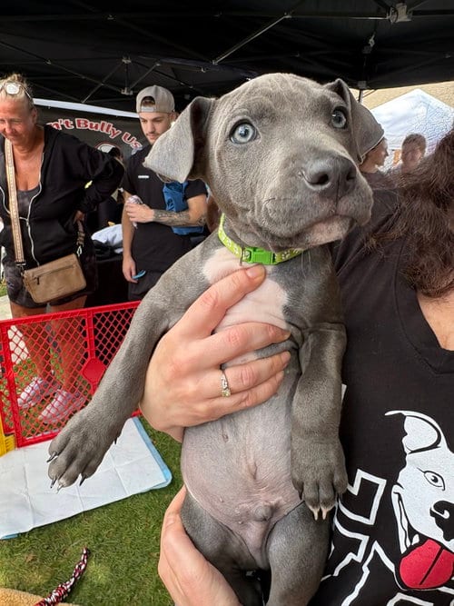 Photo of Gambit (Marvel 7), adoptable Pit Bull Terrier in Wenonah, New Jersey