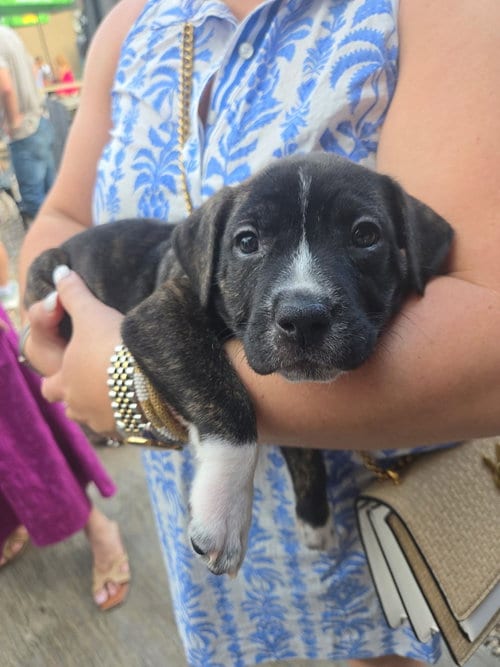 Photo of Daisy- Brynns litter, adoptable American Staffordshire Terrier in Holly Springs, North Carolina