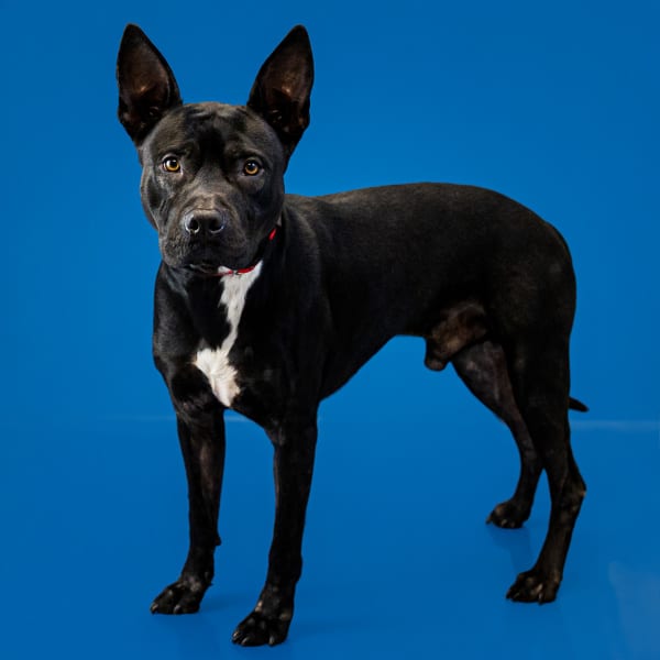 Photo of Flint, adoptable Staffordshire Bull Terrier cross in Lawrenceville, Georgia