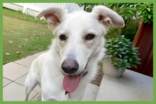 Photo of Ernest, adoptable German Shepherd Dog in Amherst, Massachusetts