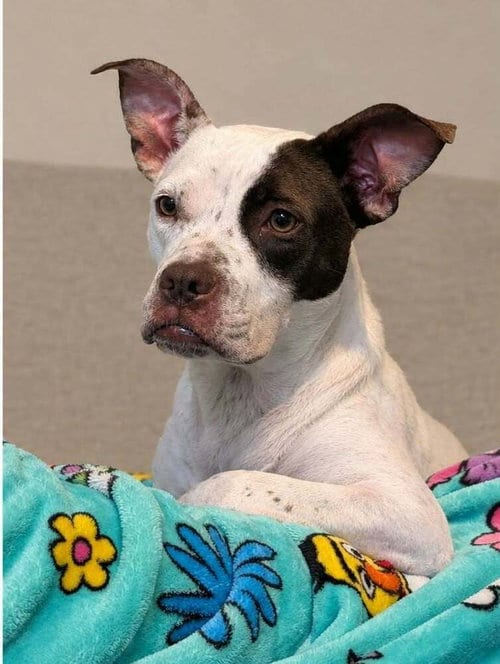 Photo of Angel Lena, adoptable Pit Bull Terrier in Aurora, Indiana